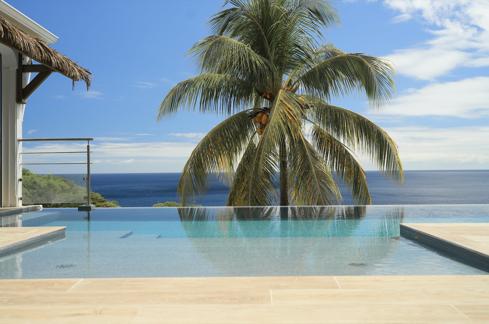 Le coco-palmier au bord de la piscine